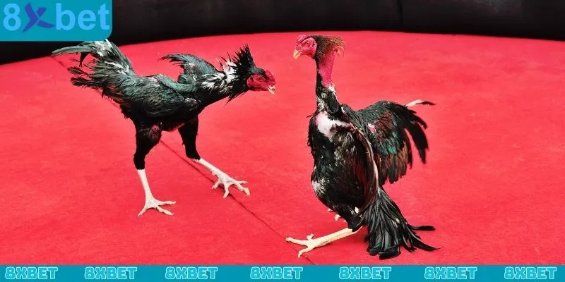 Cách chơi đá gà online - Các loại hình phát sóng được yêu thích