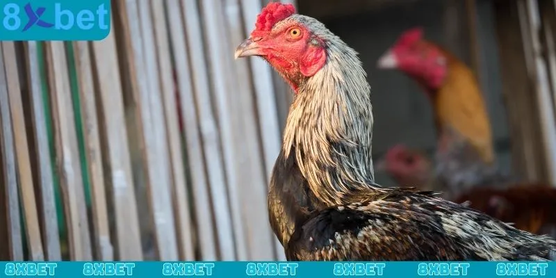 Cách đúc gà chọi nhiều trống và những yếu tố không thể thiếu