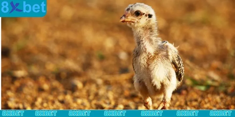 Một số sai lầm cần tránh khi áp dụng cách đúc gà chọi nhiều trống