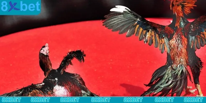 Những lý do khiến cho sảnh đá gà CQ9 được mọi người yêu thích